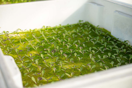 Hydroponics method of growing plants vegetables salad,lettuce farm, in water Nursery Organic ,...