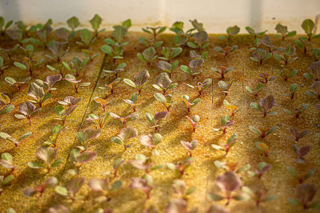 Hydroponics method of growing plants vegetables salad,lettuce farm, in water Nursery Organic , Organic vegetable growing in foam in the Farm Mini Red Oak Green Oak.の写真素材