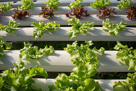 Hydroponic Vegetable Farm. How to grow hydroponics using the water system in the greenhouse. Without soil. The concept of growing healthy vegetables in a controlled system.の写真素材