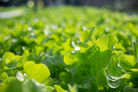 Hydroponic Vegetable Farm. How to grow hydroponics using the water system in the greenhouse. Without soil. The concept of growing healthy vegetables in a controlled system.の写真素材