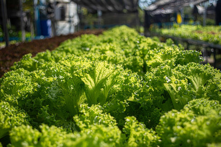 Hydroponic Vegetable Farm. How to grow hydroponics using the water system in the greenhouse. Without soil. The concept of growing healthy vegetables in a controlled system.の写真素材