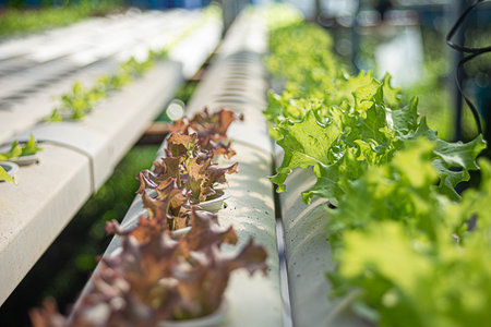 Hydroponic Vegetable Farm. How to grow hydroponics using the water system in the greenhouse. Without soil. The concept of growing healthy vegetables in a controlled system.の写真素材