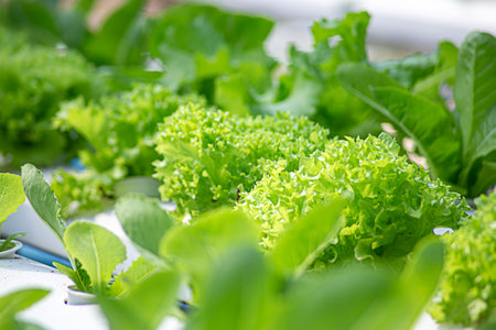 Field vegetable lettuce fresh organic farm. Close up hydroponic vegetable plantation green salad...