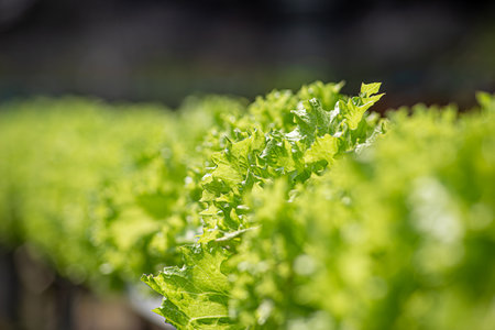 Field vegetable lettuce fresh organic farm. Close up hydroponic vegetable plantation green salad cultivate farm. Green oak lettuce salad in green Farm. Salad farm vegetable green oak lettuce fieldの写真素材