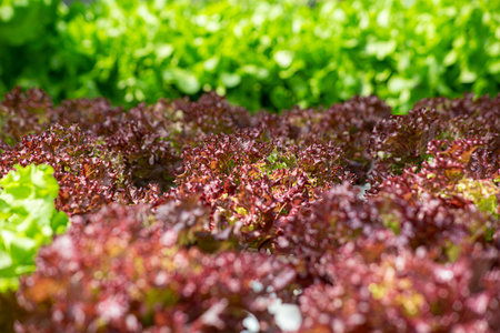Field vegetable lettuce fresh organic farm. Close up hydroponic vegetable plantation green salad cultivate farm. Green oak lettuce salad in green Farm. Salad farm vegetable green oak lettuce fieldの写真素材