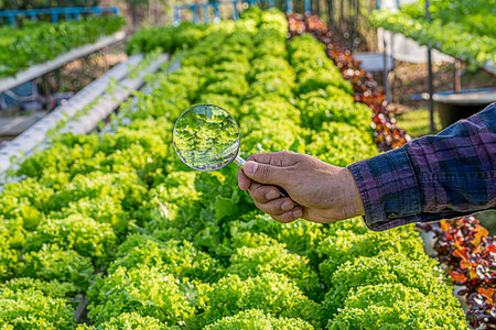 Farmer's hand holding a magnifying glass in smart data inspection technology and send data to the digital cloud. Analysis and control of plant quality in soil, smart digital agricultureの写真素材
