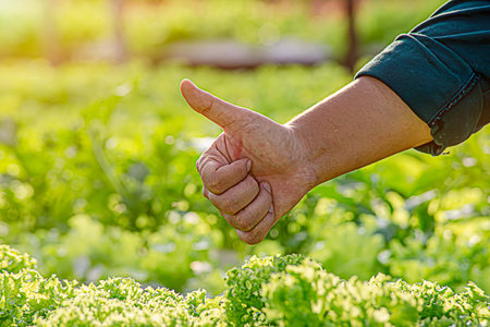 Happy with growing plant. Close up farmer hand giving thumbs up over his plant. Good water, good fertilizer and grow well.の写真素材