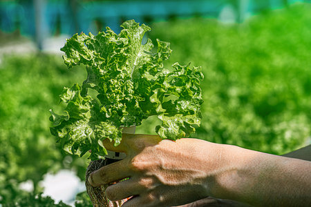 Organic farming. Salad farm. Farmers collect salad vegetables in wooden boxes in the rain....