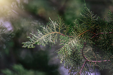Summer forest landscape in sunny weather - forest trees , soft sunlight. green branches of pine...