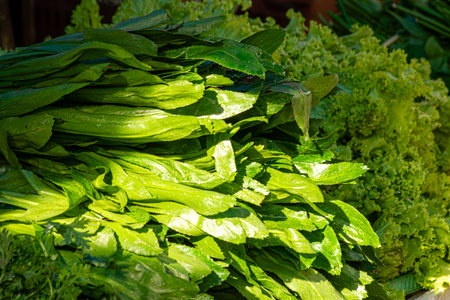 Fresh organic homegrown herbs and leaf vegetables backgroundの写真素材