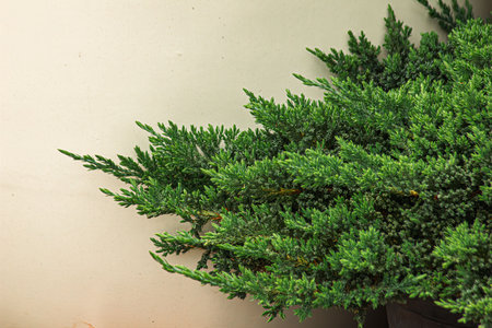 Close up view on blue fir branches by blurred background