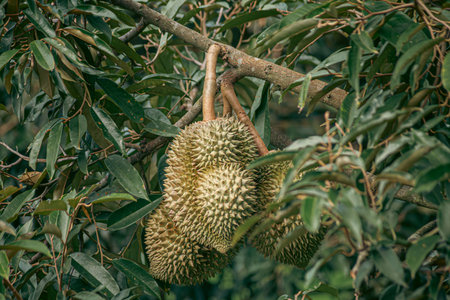 Durian fruit on wooden table in durian plantation background.