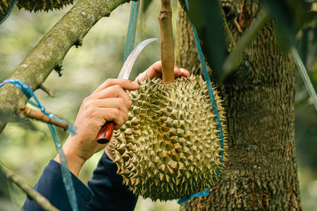 durians on the durian tree in durian orchard, durian farmerの写真素材