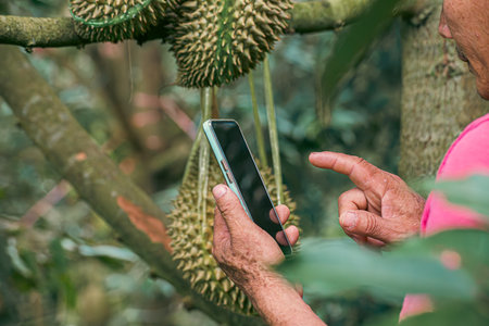 Agriculture management, mobile phone Smart technology concept in orchard, durian fruit, application...