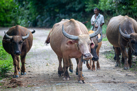 Buffalo raised in the traditional way in Thailandの写真素材