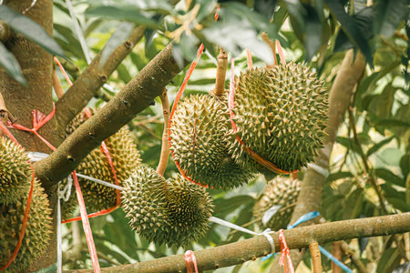 Thai volcanic durian ,Volcano durian pulp, Sisaket Province Northeastern region of Thailand.の写真素材