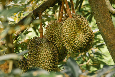 Thai volcanic durian ,Volcano durian pulp, Sisaket Province Northeastern region of Thailand.の写真素材