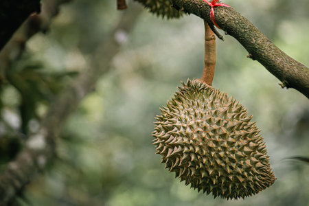 Durian fruit on wooden table in durian plantation background.の写真素材
