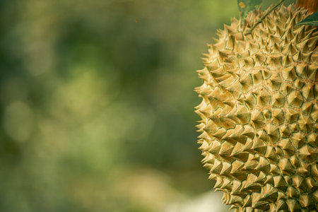 Fresh Durian fruit on tree, Durian are the king of fruits.の写真素材