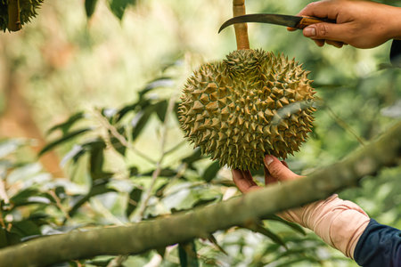 durians on the durian tree in durian orchard, durian farmerの写真素材