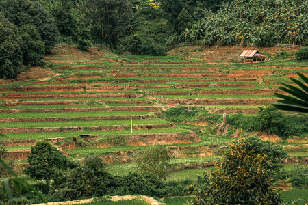 Landscape of Ban Pa Pong Piang rice terraces in Chiang Mai province of Thailand. The small hamlet of Ban Pa Pong Piang lost in the mountains of the Doiの写真素材
