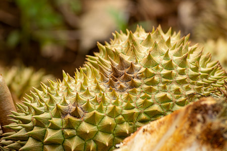Phytophthora palmivora causes postharvest fruit rots on durian fruit. Symptoms: Brown-gray bruises...