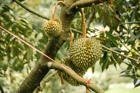 Durian fruit on wooden table in durian plantation background.の写真素材