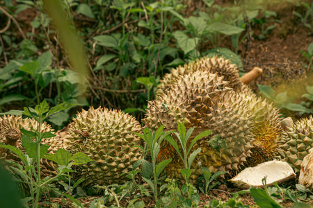 Phytophthora palmivora causes postharvest fruit rots on durian fruit. Symptoms: Brown-gray bruises are often found at the tip or bottom of the fruit, which later expand into circles or slightly oval shapes.の写真素材