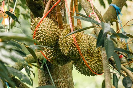 Thai volcanic durian ,Volcano durian pulp, Sisaket Province Northeastern region of Thailand.の写真素材