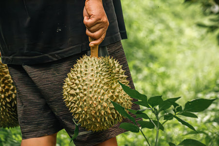 durians on the durian tree in durian orchard, durian farmerの写真素材
