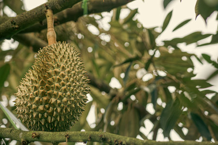 Durian fruits (Durio) at one of the durian farms in Thailandの写真素材