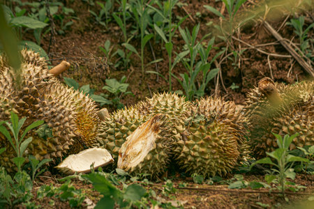 Phytophthora palmivora causes postharvest fruit rots on durian fruit. Symptoms: Brown-gray bruises are often found at the tip or bottom of the fruit, which later expand into circles or slightly oval shapes.の写真素材
