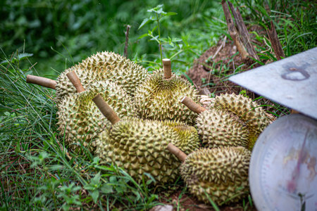 Durian that farmers in Thailand have harvested and put out for sale, ready to sell.