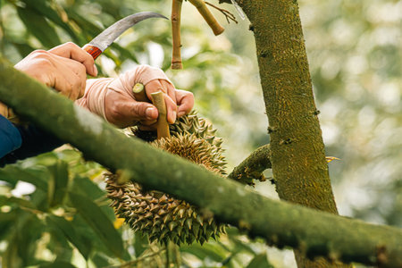 durians on the durian tree in durian orchard, durian farmerの写真素材