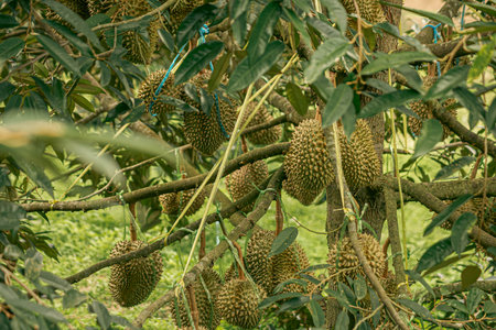 Durian fruits (Durio) at one of the durian farms in Thailandの写真素材