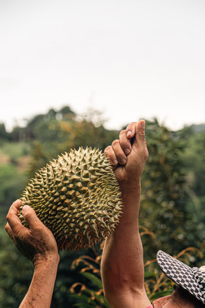 Asian female gardener shows durian fruits after harvesting. Smiles. Feeling proud and happy with...