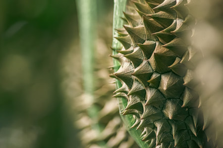 Fresh Durian fruit on tree, Durian are the king of fruits.の写真素材