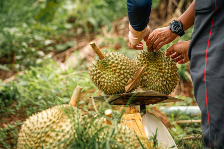 Elderly Thai female vendor ride motorcycle selling durians and fruits and vegetables to tourists at roadside. Street Merchant cut open and sell flesh of fresh durian. Durian trading. Selective focus.の写真素材