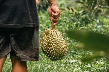 durians on the durian tree in durian orchard, durian farmerの写真素材