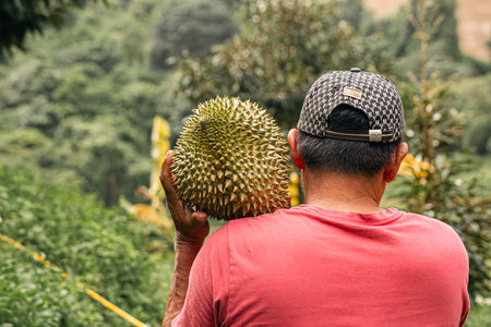 Asian female gardener shows durian fruits after harvesting. Smiles. Feeling proud and happy with fruit product from her garden. Concept : Happy farmer. Organic farming .の写真素材