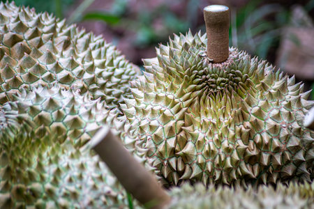 Durian that farmers in Thailand have harvested and put out for sale, ready to sell.の写真素材