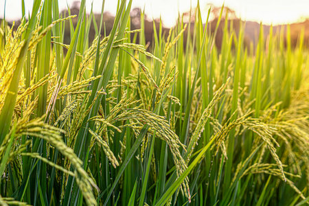 Mature rice in rice field, The rice fields are under the blue sky. The rice is growing in the fieldの写真素材