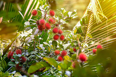 red rambutan fruit on tree Fruits with soft thorns, red rambutan, sweet fruits in a bunch on a green tree.の写真素材