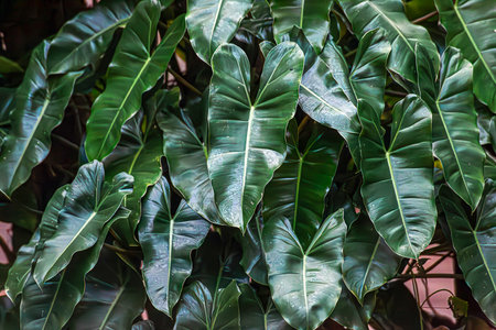 Green Leaves background, Philodendron Kerala Hybridの写真素材