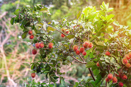 red rambutan fruit on tree Fruits with soft thorns, red rambutan, sweet fruits in a bunch on a green tree.の写真素材