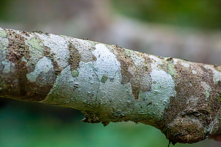 White and yellow lichens on tree bark in tropical land forest in Thailand, this creature consist of fungus and algae.の写真素材