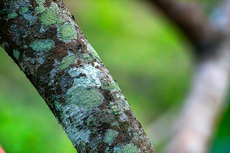 White and yellow lichens on tree bark in tropical land forest in Thailand, this creature consist of fungus and algae.の写真素材