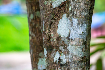 White and yellow lichens on tree bark in tropical land forest in Thailand, this creature consist of fungus and algae.の写真素材