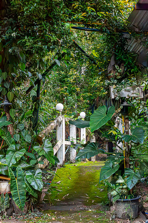 Rain Forest, south america, ecuador, landscapeの写真素材
