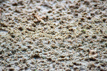 Footprints in the sand, on the beachの写真素材